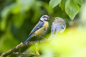 野生蓝冠山雀图片